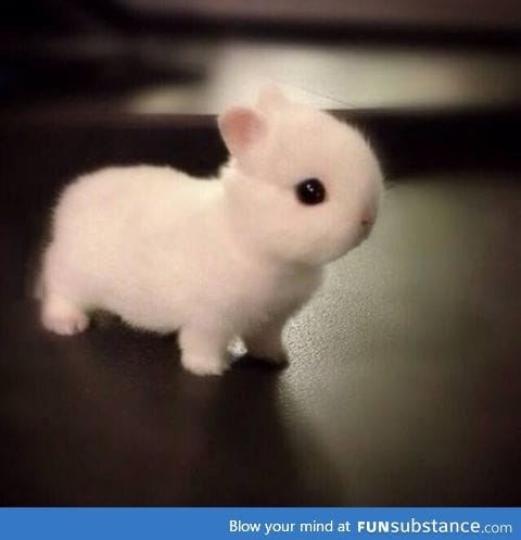 Baby Netherland Dwarf bunnies are absolutely adorable