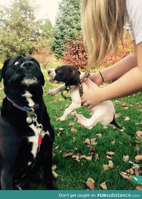 Not that puppy