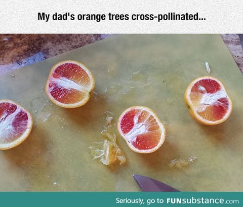 *whisper* The Half Blood Orange