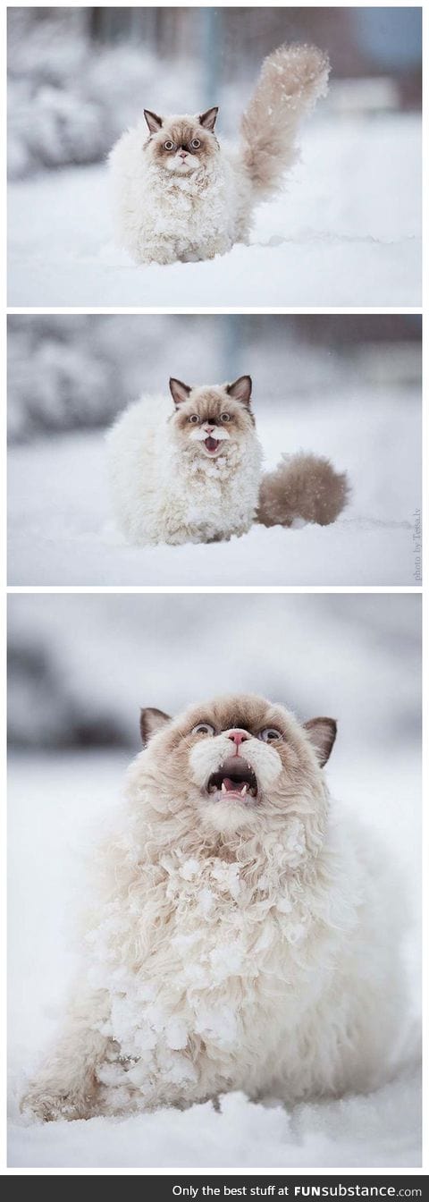 Cat sees snow for the first time