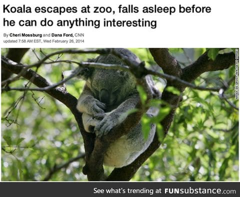 Koala escapes the zoo