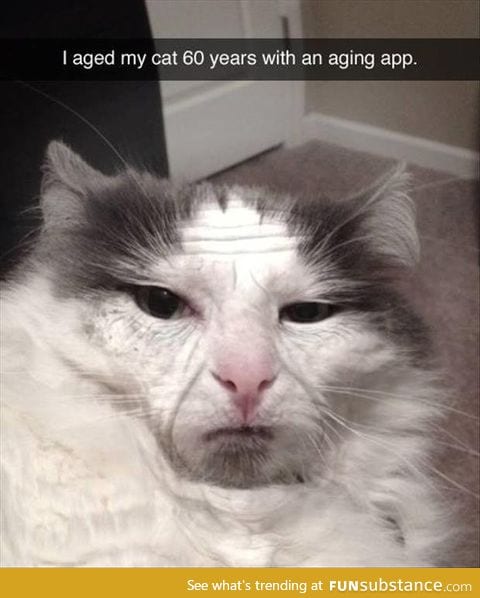 Aged cat