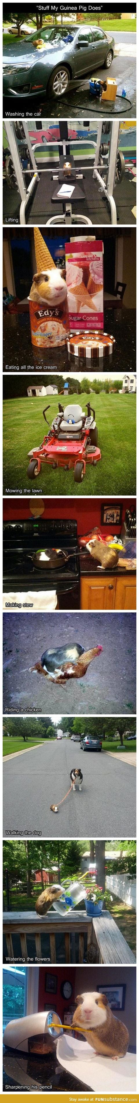 Stuff my guinea pig does