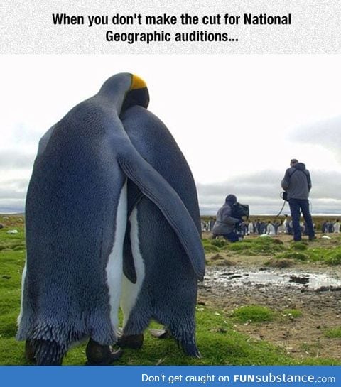 Poor penguins