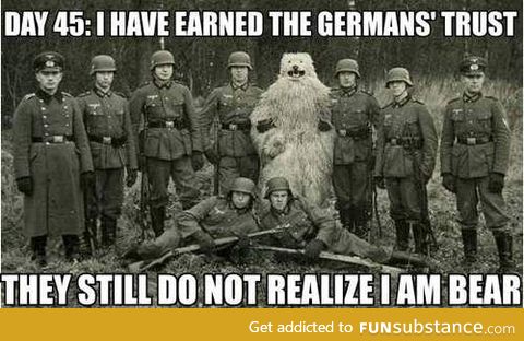 Spy bear