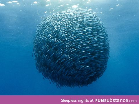 A Ball of Mackerel