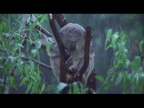 True Facts About Marsupials (like me!)