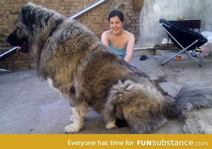 This is a Caucasian Mountain Dog