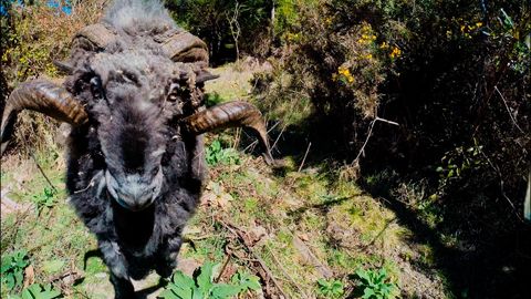 Angry ram takes down a quadcopter drone... and it's owner