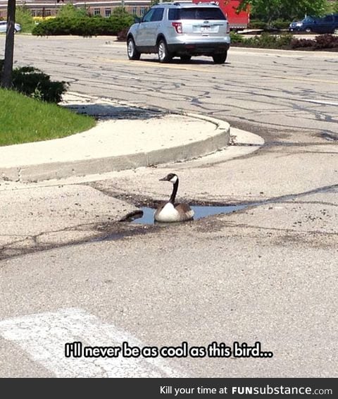 Optimistic goose