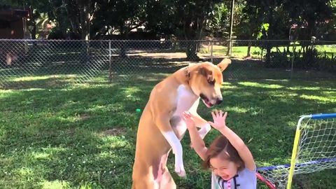 Dog jumps after bubbles, regrets mid-air when it realized it's crashing into a  toddler