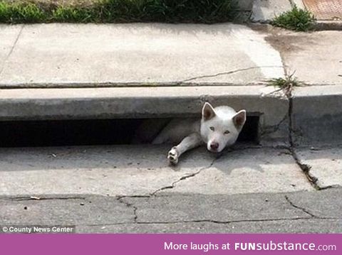 Moon Moon in the drain