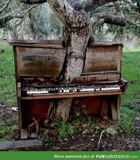 A tree growing through an abandoned piano