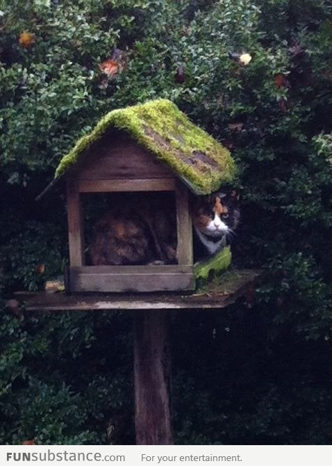 Day 12 Still no birds They might have seen through my plan