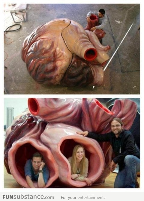 The actual size of a blue whale heart