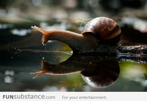 A praying mantis riding a snail
