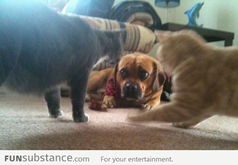You came to the wrong neighbourhood, dog