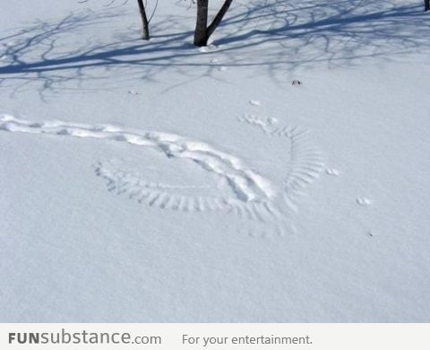 A rabbit's final hop