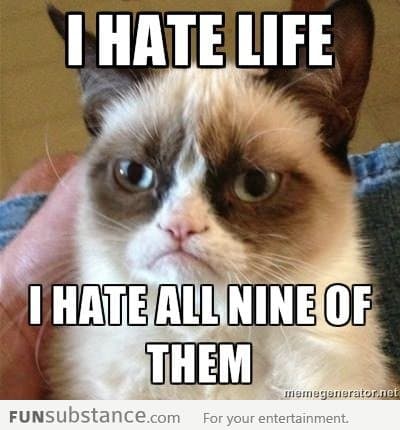 Grumpy cat hates life