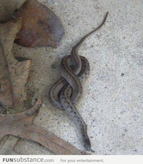 Go home snake, you are drunk