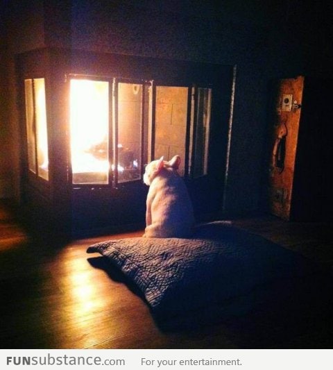 Some dogs just want to watch the wood burn