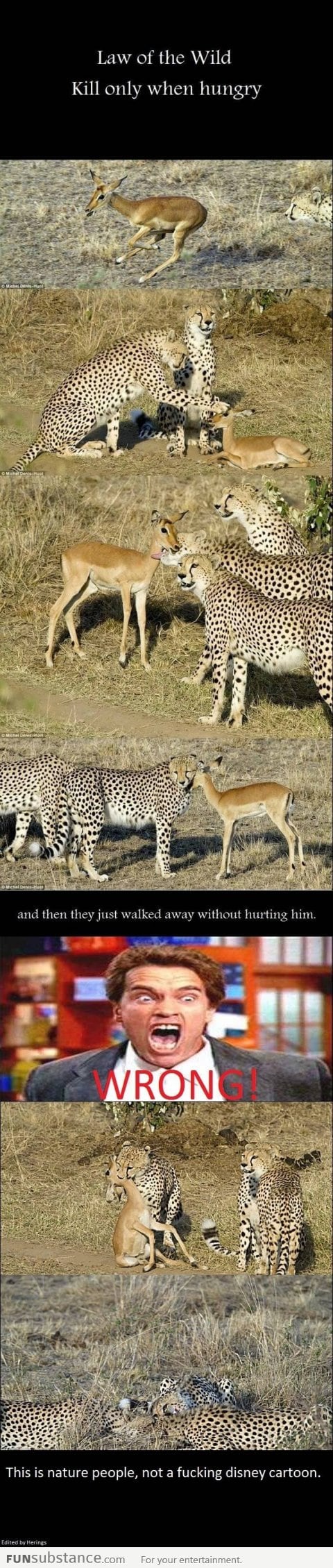Don't get tricked by the wild