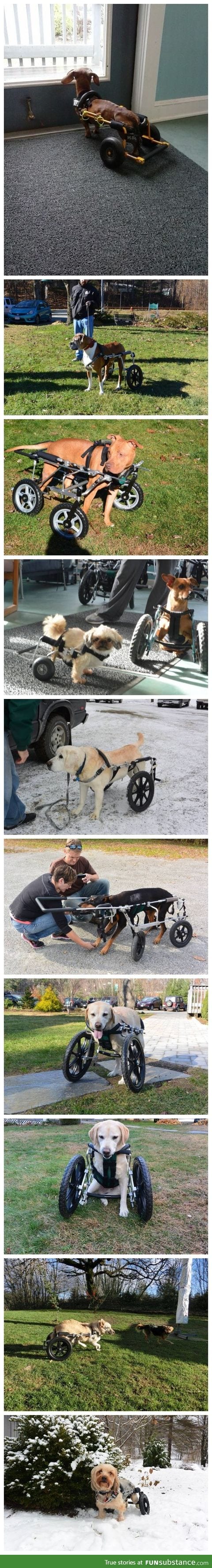 Who needs all of their legs anyway?