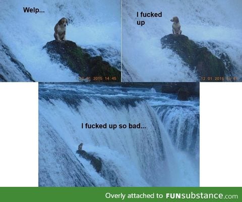 The dog's thoughts when he got himself stuck on the waterfall