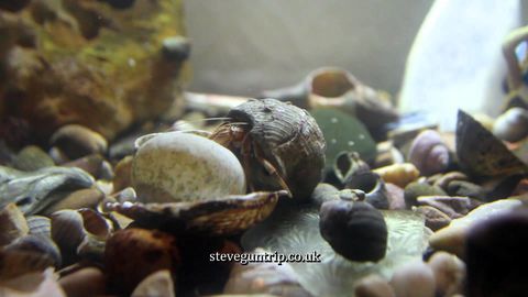 Macro video of a hermit crab changing its shell