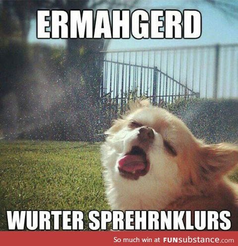 Dogs be like