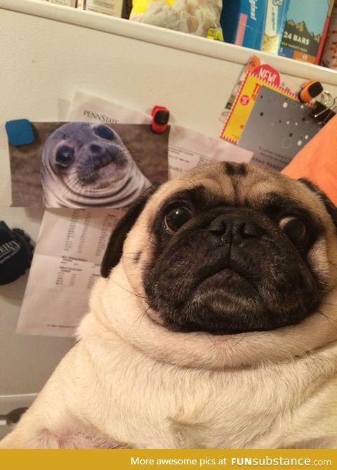 Long lost twins: Awkward seal & awkward pug