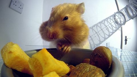 X-ray vision shows adorable hamster stuffing its cheeks down to its hips