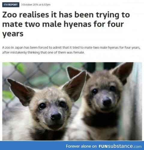 Gay zoo