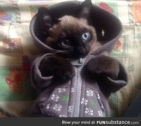 Cat is ready for snow