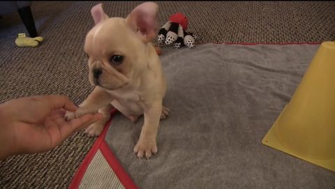 French bulldog puppy shows you what he learned in the cutest way