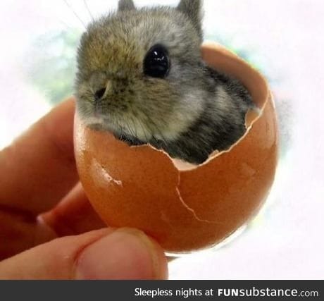 Little fluffy bunny