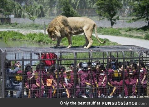 Rancagua, Chile. This is how you get to see the lions