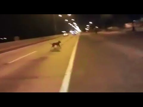 Dog teleports out of nowhere during a street race in Chile