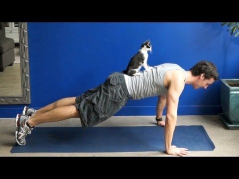 How to exercise with your cats