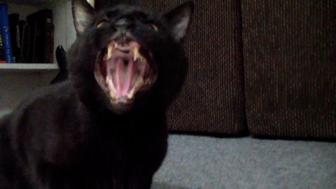 This cat can sing so well!