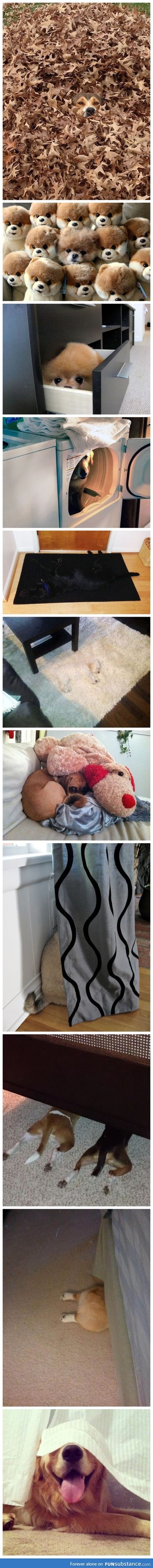 Has anyone seen my dog?