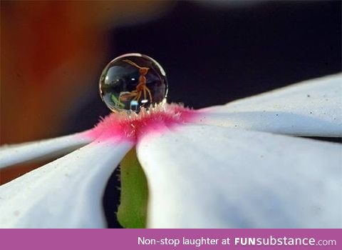 An ant in a droplet on a flower