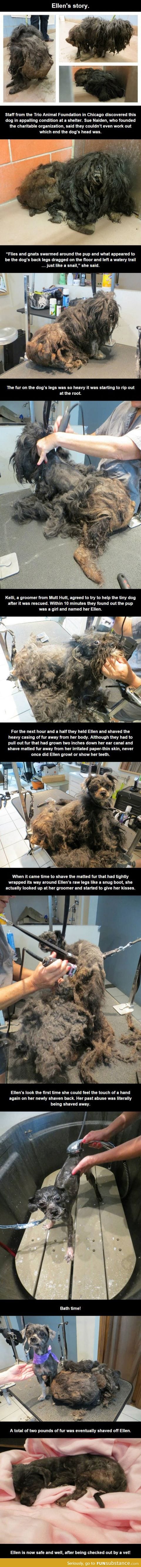Ellen the hairy dog