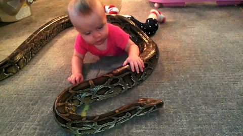 Baby Plays With a 13-Foot Python