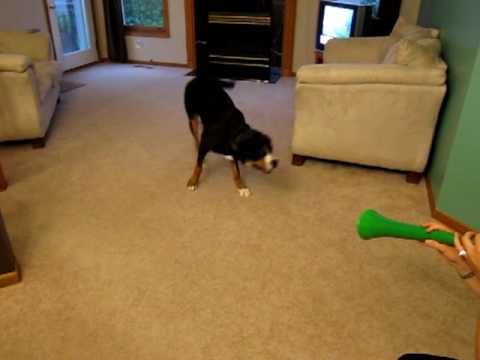 Why you shouldn't tease your dog with vuvuzelas