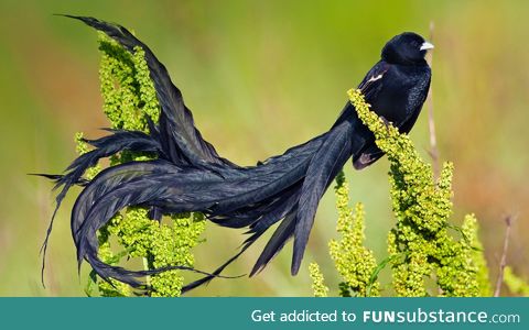Long-tailed widowbird