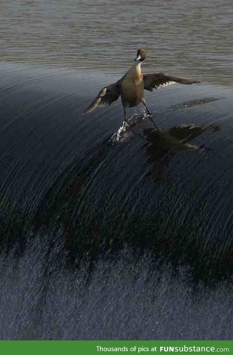 Behold... The coolest duck you will EVER see