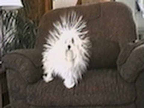 Static dog
