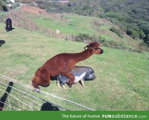 Ooo eee, ooo ah ah, ting tang, llama llama pig bang