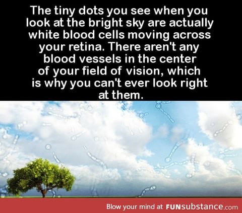 The tiny dots you see